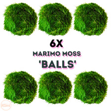 Marimo moss balls - moss, shrimp
