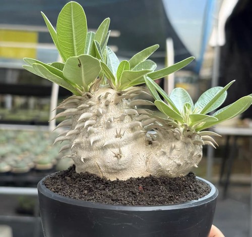 Rarelive house plant - house,