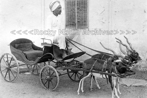 Ffx child goat cart - child's,
