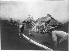 Man on a tame zebra jumping a