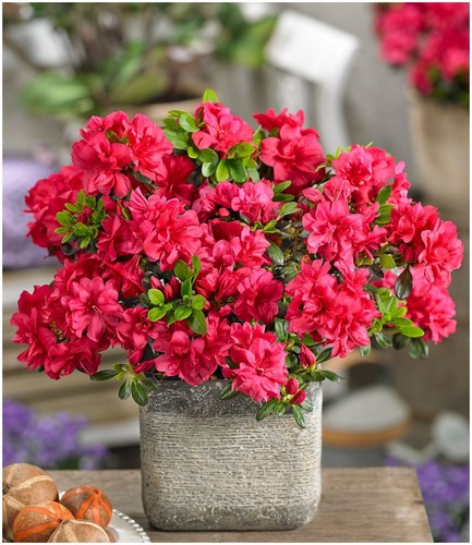 Dwarf japanese azalea japonica - japanese,