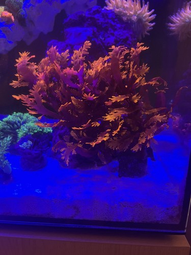 Marine macro algae dragons - marine,