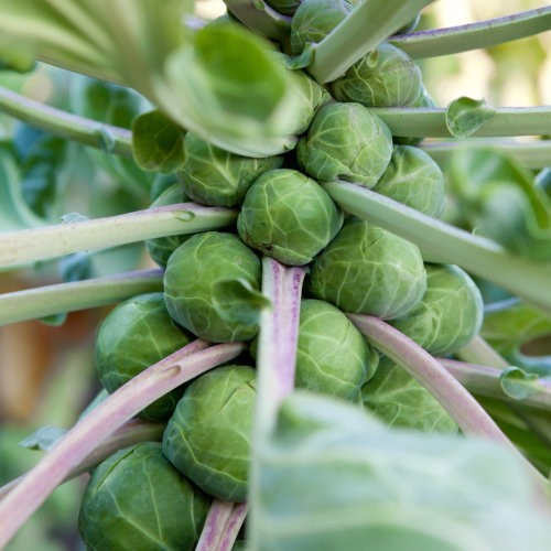 Brussels sprouts organic - brussels,