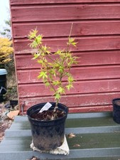 Acer palmatum  Chiri Hime in