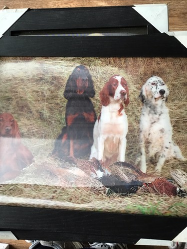 Irish english setters a3 - irish,