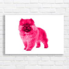 Adorable Frontfacing Chow Chow