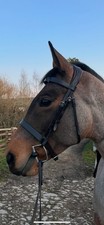 Hunter Bridle with Comfort Headpiece for Horses Brown Leather