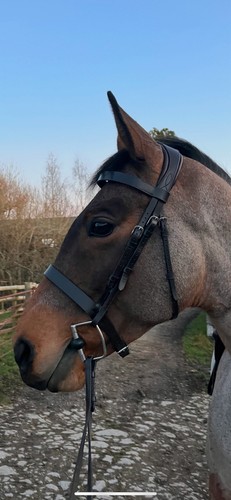 Hunter bridle with comfort - hunter,