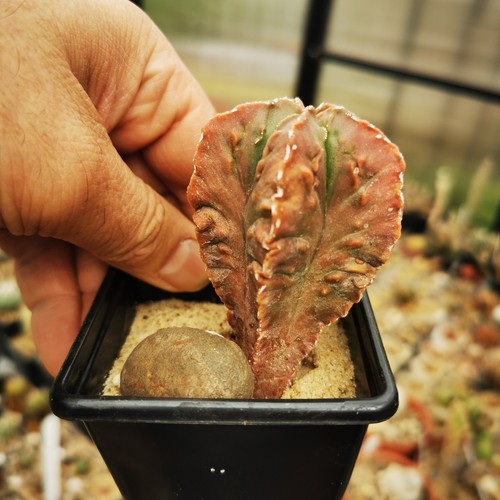Astrophytum myriostigma