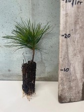 3 Pinus Peuce - Macedonian