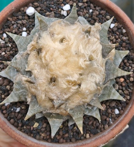 Ariocarpus retusus huizache - huizache,