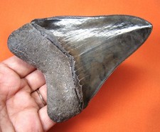 Stunning megalodon shark tooth - stunning,