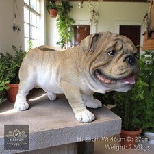Bulldog Boxer Themed Dog
