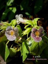 Sinningia Guttata s.e.e.ds