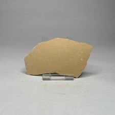 Large Real Fossil Egg Shell, Aepyornis Egg Giant Elephant Bird, Madagascar 90mm