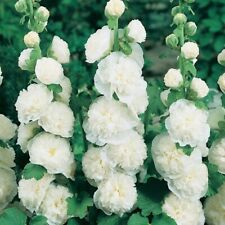 WHITE HOLLYHOCK DOUBLE FLOWER SEEDS TALL PERENNIAL COTTAGE GARDEN HOLLY HOCK