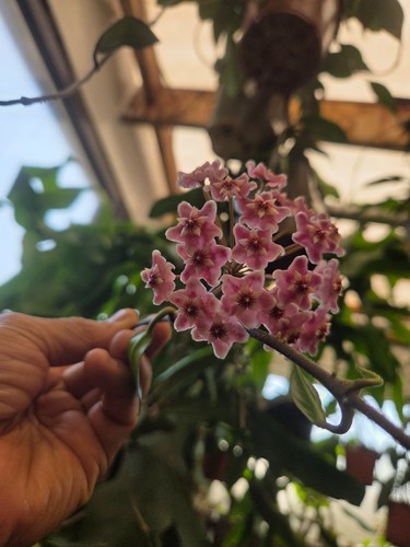 Hoya pubicalyx royal hawaiian - hoya,