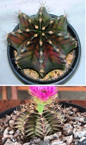 Gymnocalycium mihanovichii - gymnocalycium, v