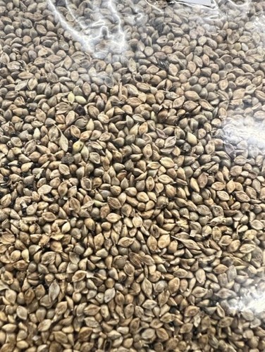 Japanese millet seed bird food - seed,