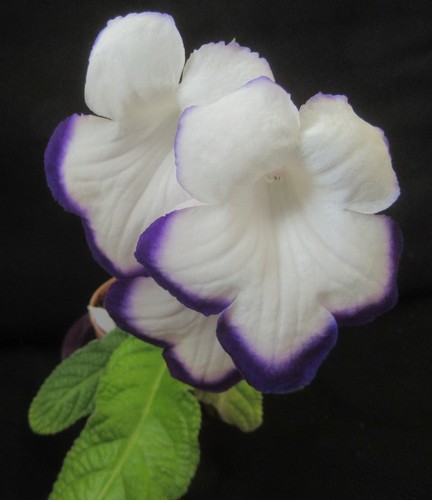 From streptocarpus full - streptocarpus, 'full