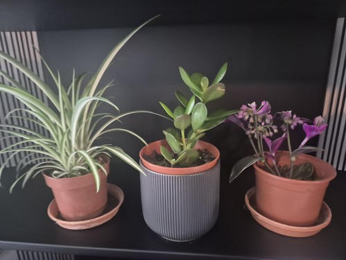 3potted plants tradescantia - plants,