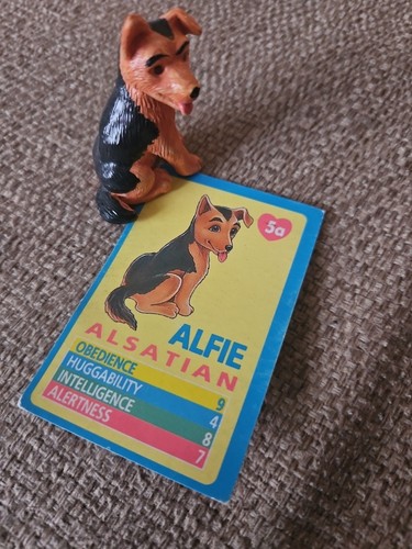 Puppy pocket alfie with - my,
