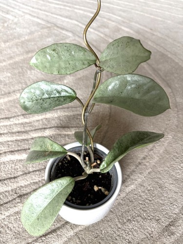 Hoya carnosa silver ghost - carnosa,