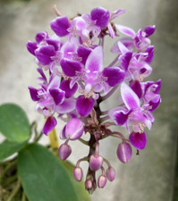 Rare Phalaenopsis equestris