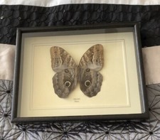 Real Caligo Butterfly Hand Set