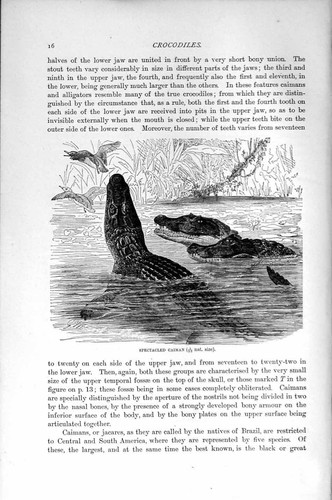 Original old antique - original, print