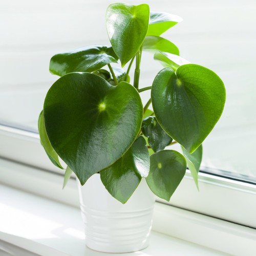 Peperomia polybotrya raindrop - polybotrya,