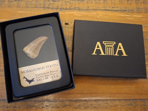 Fossil mosasaur tooth - fossil,