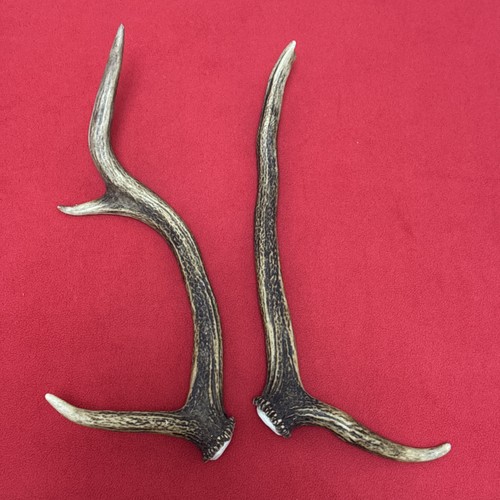 Pair red deer antlers 300g - of,