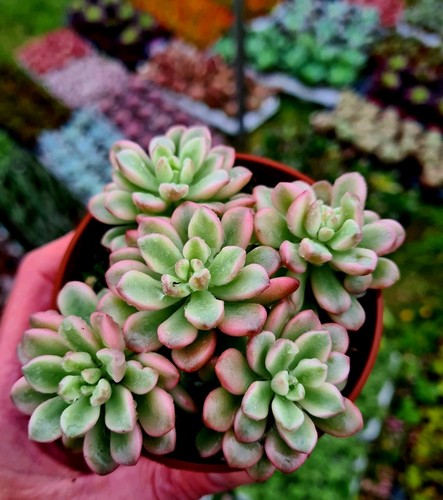 Sedum rubrotinctum aurora - rubrotinctum,