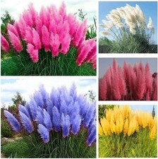 1000+ Mix Pampas Grass Seeds