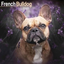 French Bulldog Calendar 2026 -