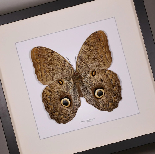 Real framed caligo eurilochus - real,