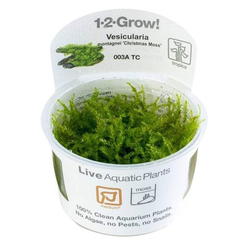 Tropica vesicularia montagnei - tropica,