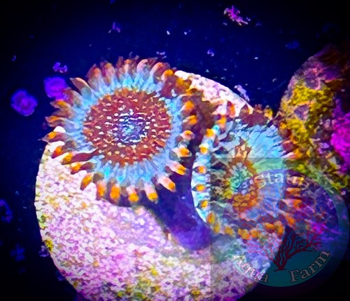 Saf white zombie zoanthid - zombie,
