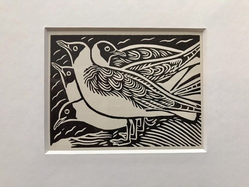 Black headed gull - ‘black,