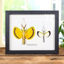 Winged Walking Stick Insect