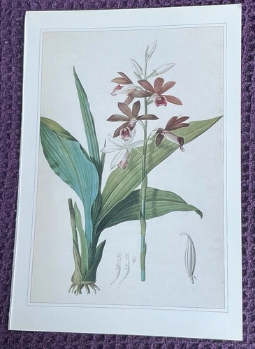 Print nuns hood orchid - nuns-hood,