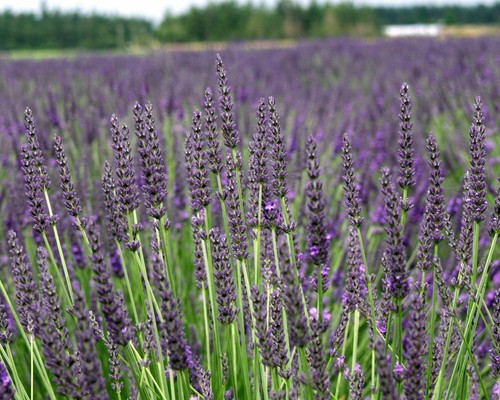 Lavender grosso size - grosso,