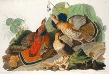 Ruffed Grouse John James
