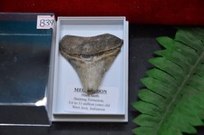 B39 genuine baby megalodon - ,