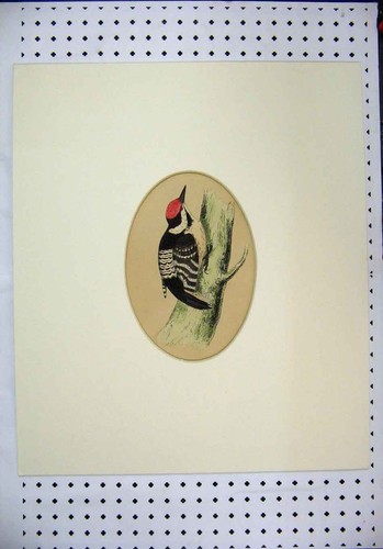 Original old antique print - antique,