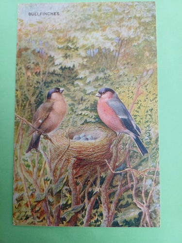 Post card salmon george - salmon,,