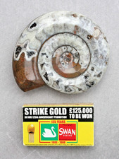 11cm polished Moroccan Goniatite Ammonite Fossil - Devonian circa 400m years old