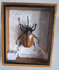 Bug and Insects -Eupatorus Gracilicornis in Deep Box Frame.