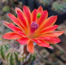 Echinocereus acifer SEEDS -